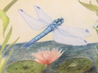 libelle